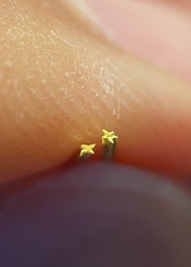 Eleocharis tenuis pseudoptera