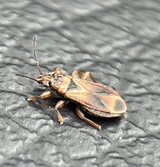 Thaumastocoridae