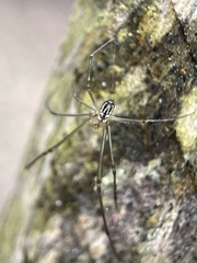 Leucauge granulata
