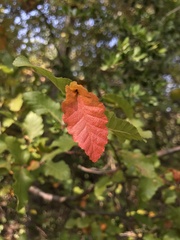 Nothofagus macrocarpa