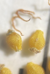 Eleocharis tenuis pseudoptera