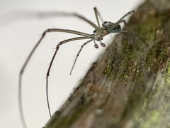 Leucauge granulata
