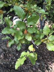 Nothofagus macrocarpa