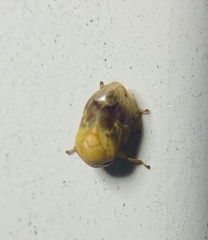 Clastoptera achatina