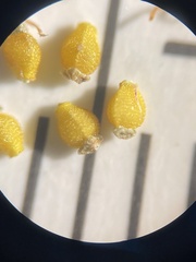 Eleocharis tenuis pseudoptera