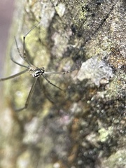 Leucauge granulata