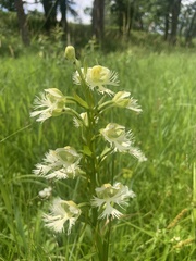 Platanthera praeclara