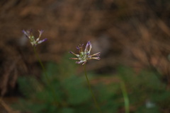Dichelostemma multiflorum