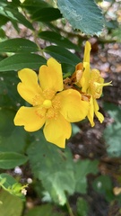 Hypericum ascyron pyramidatum