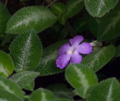 Episcia lilacina