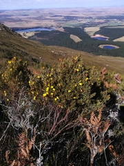 Cyclopia sessiliflora