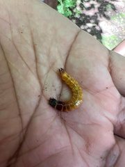 Pyrophorus noctilucus