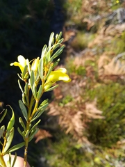 Cyclopia sessiliflora