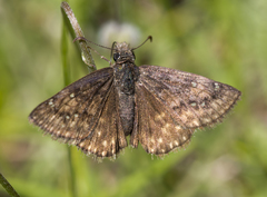 Erynnis meridianus