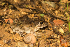 Fejervarya kawamurai