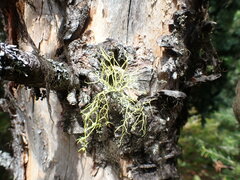 Letharia lupina