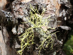 Letharia lupina