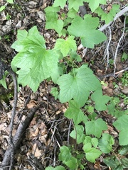Ribes hudsonianum