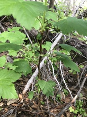 Ribes hudsonianum