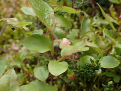 Vaccinium myrtillus