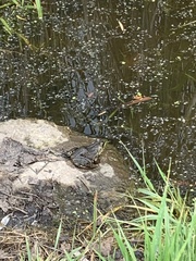 Lithobates clamitans