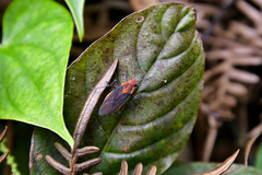Jadera sanguinolenta