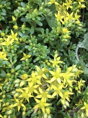 Sedum actinocarpum