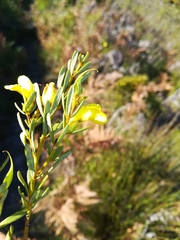 Cyclopia sessiliflora