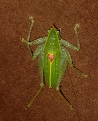 Podacanthophorus