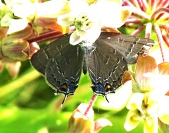 Satyrium calanus