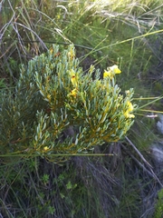 Cyclopia sessiliflora