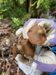 Psilocybe aucklandiae