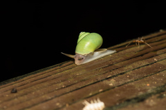 Leptopoma perlucidum