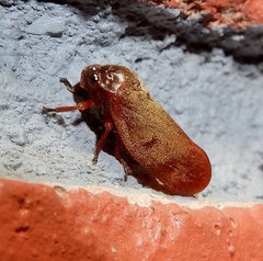 Eoscarta