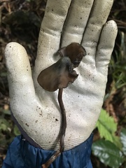 Psilocybe aucklandiae