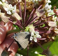 Satyrium calanus