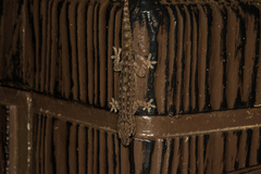 Hemidactylus frenatus