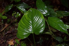 Philodendron grandipes