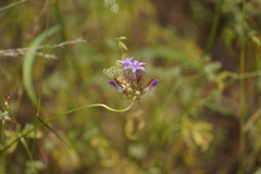 Dichelostemma multiflorum