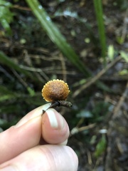 Pleuroflammula praestans