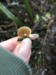 Pleuroflammula praestans