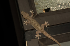 Hemidactylus frenatus