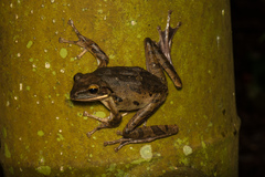 Polypedates leucomystax