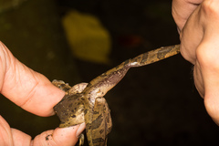 Polypedates leucomystax