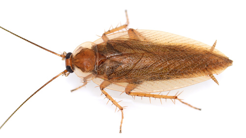 Garden Cockroach