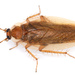 Amber Wood Cockroach - Photo (c) Amada44, some rights reserved (CC BY)
