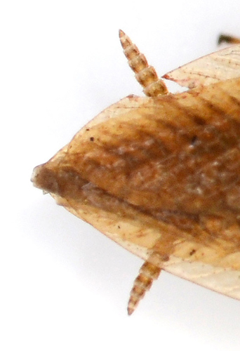 Amber Wood Cockroach photo 3