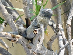 Ctenosaura pectinata