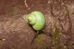 Leptopoma perlucidum