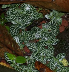 Image of Fittonia albivenis
